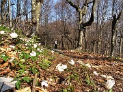 21 Anemone dei boschi (Anemonoides nemorosa) tra filari di piante